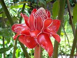 Fleurs de Martinique, Antilles