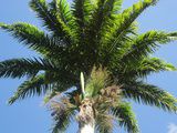 Palmiers et Cocotiers des Antilles
