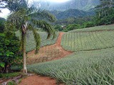 Plantations d'Ananas sur l'île de Moorea
