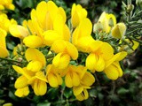 Quiz Fleurs jaunes