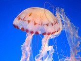 Superbes Méduses à l'aquarium de San Francisco