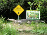 Visite d'une Ferme d'Alligators dans les Everglades