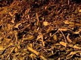 Ecologie : valorisation biologique et fin du monde