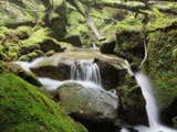 #Japon Dans la forêt primaire et enchantée de Yakushima