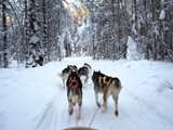 Laponie finlandaise : Au pays du père Noël, des motoneiges et des huskys à Rovaniemi