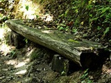 Mes peripeties dans les parcs nationaux polonais : Ojcow et Bialowieza