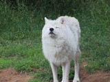 Québec – Ma rencontre avec les loups
