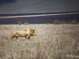 Une nuit dans le parc du Serengeti en Tanzanie