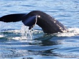 Whale watching in Iceland
