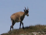 Voyager à thème : quelques idées de tourisme d’observation de la faune