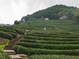 Visite d'une plantation de thé Long Jing à Hangzhou