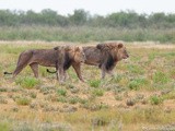 Etosha – Safari dans le célèbre parc national de Namibie
