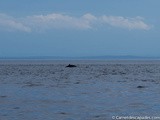 Expérience canadienne – Aller voir les baleines au Québec