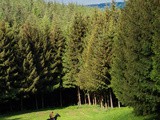 Randonnée à cheval en Belgique – Au coeur de la Grande Forêt de Saint-Hubert