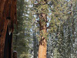 Californie #03 : National Sequoia Park