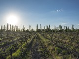 Entre oliviers et vignobles, notre volontariat en viticulture