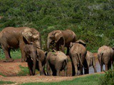 Pourquoi le safari en Afrique reste sur notre bucket list