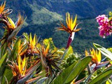 Pourquoi louer une voiture à La Réunion est indispensable pour profiter pleinement de l’île