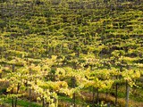 Qu’est-ce que le Pisco