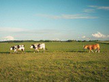Road trip en Normandie : le guide ultime pour un séjour insolite et gourmand