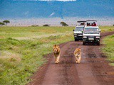 Safari au Kenya : quels animaux peut-on observer