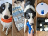 Voyager en avion avec son chien en cabine : ce qu’il faut savoir avant de réserver