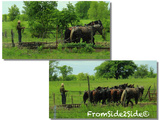 Bons baisers du pays Amish ...  cartes postales pour comprendre les Amish