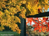 Capturer les couleurs de l'automne avant qu'il ne soit trop tard
