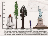 Une balade en raquettes au pays des Séquoias géants de Californie