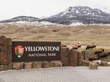 Yellowstone - a l'état sauvage