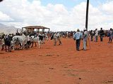 Ranohira, marché aux zébus et alentours