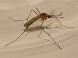 Encéphalite japonaise : se faire vacciner