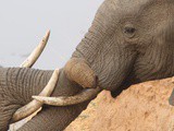 Le South Luangwa National Park : on oublie jamais sa première fois