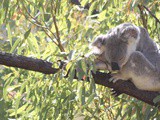 Magnetic Island : l’île paradis du Queensland