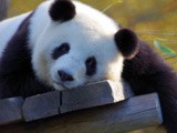 Mon guide pour survivre à un voyage en Chine