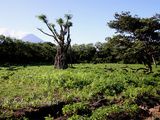 Ometepe : une douceur de vivre et des pétroglyphes (+point budget Nicaragua)