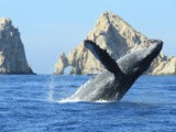 Où voir des baleines dans le monde