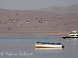 Paracas au Pérou ou comment se croire dans un documentaire du National Géographique