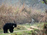 Que faire et comment réagir face à un animal dangereux en voyage : chien agressif, ours, singe