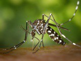 Spray anti-moustiques Tropiques para’kito : test et avis