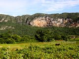 Viñales: ballades au milieu des mogotes et des champs de tabac !(une merveille !)