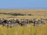 Visiter le Masaï Mara au Kenya