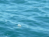 Voyager pollue, je pollue, nous polluons