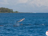 Réaliser un rêve : Nager avec les dauphins à l’Ile Maurice