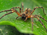 Australie: Elle trouve une énorme araignée vivante dans sa salade