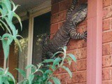 Australie: Il découvre un lézard d’1,5 mètre sur le mur de sa maison