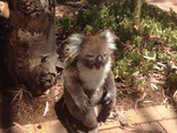 Australie: Un petit koala se fait chasser de son arbre et se met à pleurer