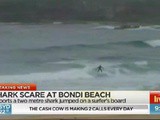 Australie : un requin bondit sur la planche d’un surfeur