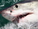 Australie : Un surfeur repousse un requin à coups de poing