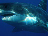 Le plus grand requin blanc au monde aurait été repéré en Australie